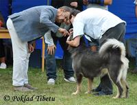 Click to view album: 8.9.2018 - Klubová výstava klubu Tibetské dogy  a Bonitace