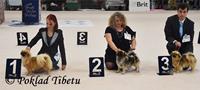 Click to view album: 3.10.2021 - Světová výstava psů 2021, Brno