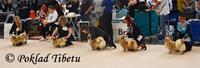 Click to view album: 3.10.2021 - Světová výstava psů 2021, Brno
